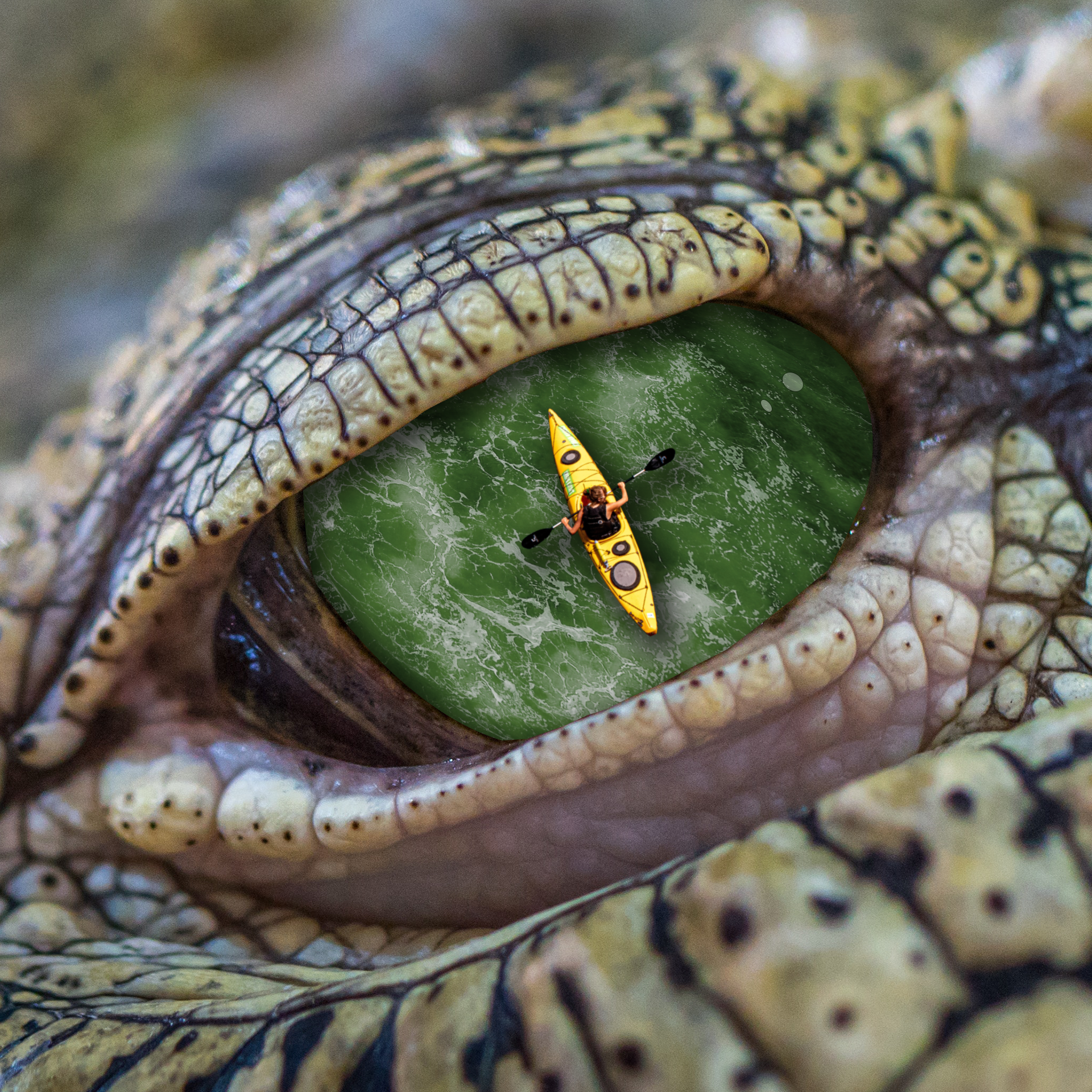 Crocodile – Photo Montage​